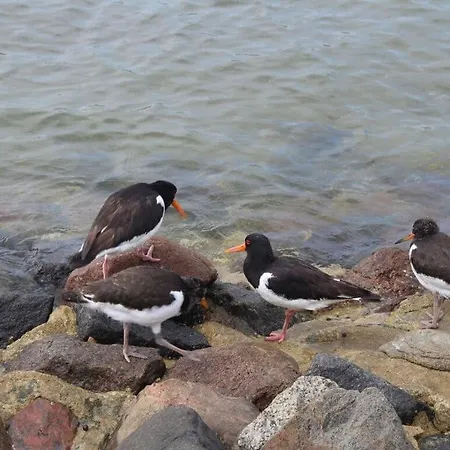 Holiday Oystercatcher